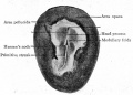 Fig. 46. Surface view of chick blastoderm.