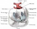 Fig. 528. Heart of a Rabbit Embryo seen from behind at 3.4 mm head length