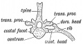 Fig. 60. Bicipital Rib of a Lower Vertebrate (crocodile)