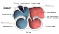 Fig. 532. Development of the heart chambers and septa