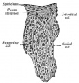 1114 Human Embryo (3.5 cm long) Testis Section of a Genital Cord
