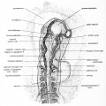 Fig. 22. Dorsal view ( X 45) of' head and heart region of a chick embryo of 17 somites (38-39 hours incubation).