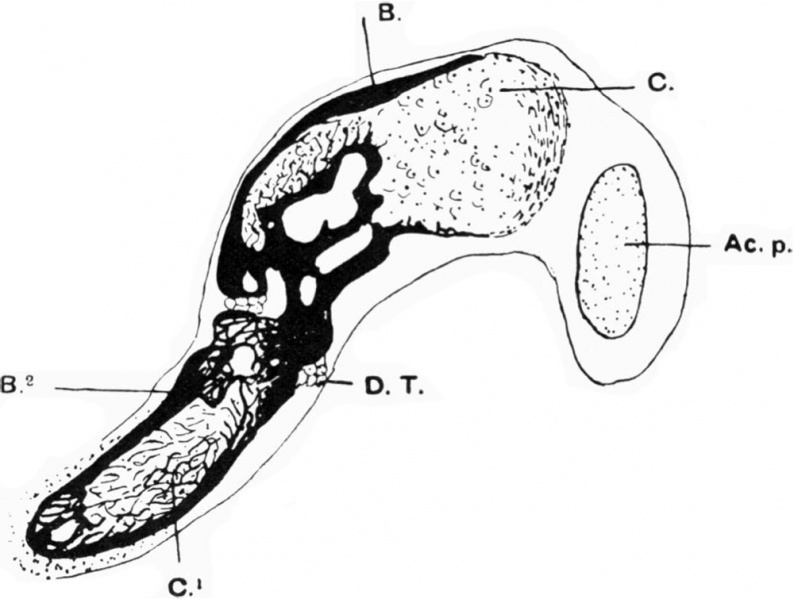 File:Human embryonic shoulder girdle 04.jpg