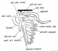 Fig. 223 A. The mesentery of the hind-gut. The Position assumed by the Colon after the rotation of the Gut has taken place.