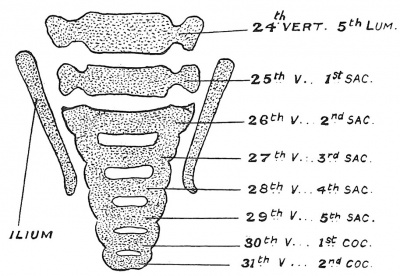 Fig. 49 A Section of the Lumbo-sacral Region of the Spine in a Foetus at the end of the 2nd month