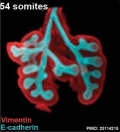 Mouse respiratory 54 somites.jpg