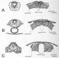 Fig. 37. Drawings from transverse sections to show origin of neural crest cells.