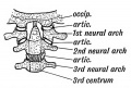 Fig. 122. The nature of the Atlanto-axio-occipital Articulations.