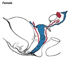 Urogenital Female
