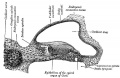 903 Transverse section of the cochlear duct of a fetal cat