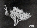 Fig. 281. Villous tree from No. 651ft. X2.25.