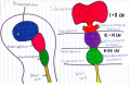 Fig 6 (Week 4) 3 primary brain vesicles Z5076158
