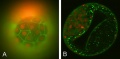 Bovine blastocyst KRT18 and MYL6 expression