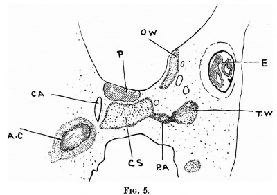 Fig. 5.drawing of a coronal section of the embryo
