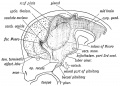 Schematic of a developing pineal gland in week 6 of gestation. Existing website image.