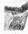 Fig. 17. Section through a portion of the wall of the brain tube at the level of the origin of the fifth cranial nerve. Jt has been found necessary to turn this figure round on its side so as to make it fit into the plate.