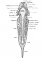 Frontal (horizontal) section of the 7 mm frog larva at the level of the pharynx