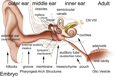 middle ear cavity