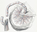 Fig. 32 Term Fetus Cord and Placenta