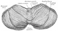 Upper surface of the cerebellum. (Schäfer.)