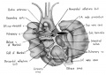 fig 3 Dorsal heart 31.5 mm embryo