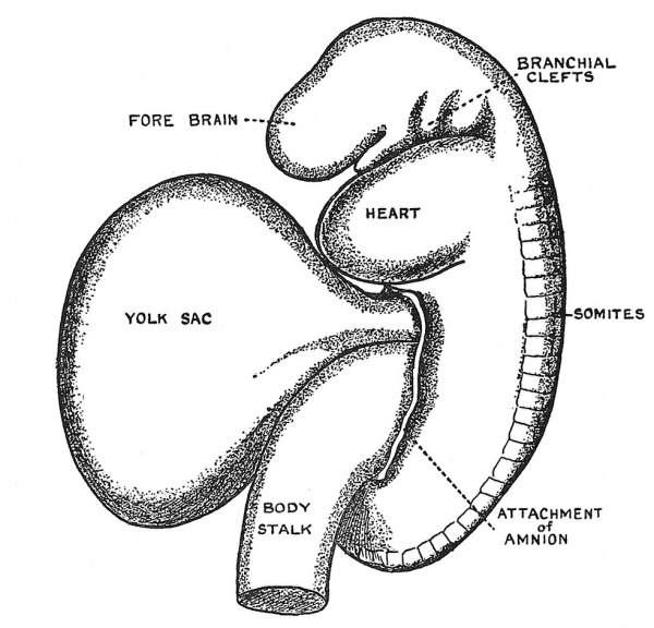 Fig. 20 Human Embryo 2.5 mm long towards the end of the fourth week of development.