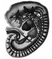 Fig 15 human embryo 7 mm