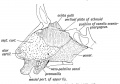 Fig. 3. Showing the structures formed in the Mesial Nasal Processes.