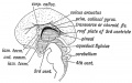 Fig. 171. Mesial Aspect of the human Foetal Brain during the 4th month. (After Minot.)