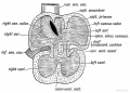 Fig.197. Section of the Heart of a 5th week human foetus showing the Right and Left Venous Valves which guard the entrance of the Sinus Venosus into the Primitive Auricle.