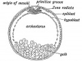 Fig. 67. A diagrammatic section of a Bilaminar Blastoderm made across the primitive streak.