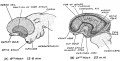 Fig. 107. Expansion of the left Cerebral Vesicle as seen on its lateral aspect.