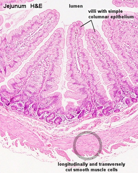 File:Smooth muscle histology 001.jpg