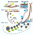 Model of pathways for formation of primary follicles in adult human ovaries