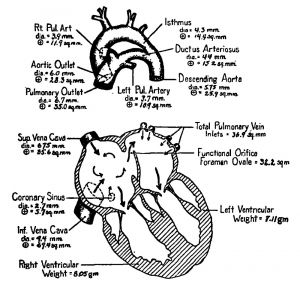 Dimensions of the Human Heart and its Orifices at Term
