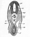 Fig. 44. Transverse section through the trunk of a young embryo of a dog-flsh.