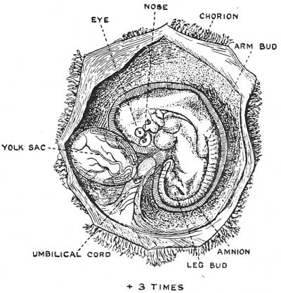 Fig. 2 Human Embryo and its Membranes at the end of the fifth week of development