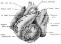 fig 1 Ventrocephalic heart 31.5 mm embryo
