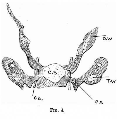 Fig. 4. drawing of a model constructed from sections of a 19 mm. embryo