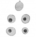Fig. 358. Four blood-corpuscles human embryo 15.5 mm