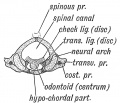 Fig. 54. The Morphological Parts of the first Cervical Vertebra