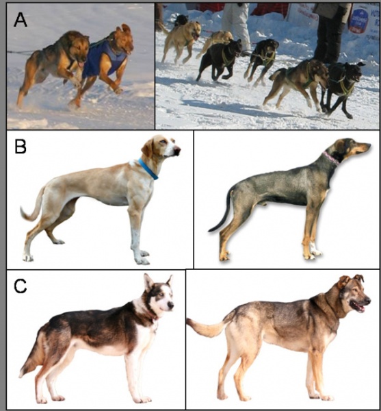 File:Alaskan sled dogs.jpg