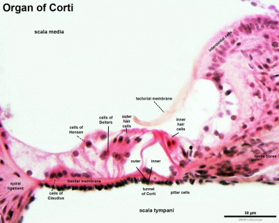 Mouse organ of corti 05.jpg