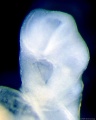 Light microscope ventrolateral view