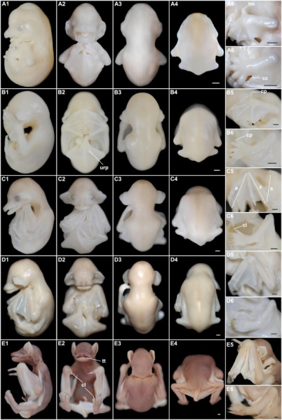 File:Bat-embryonic stages 18-23.jpg