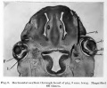 Fig. 9. Horizontal section through head of pig 9 mm long