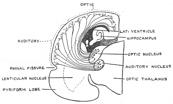 Fig. 113 Coronal section of the right half of the Cerebral Vesicle of a Primitive Type of Mammal