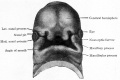 Fig. 90. Human embryo of 15.5 mm.
