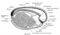 Formation of the neural groove and neural tube from the neural (medullary) plate