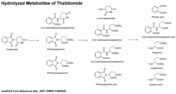 Thalidomide- hydrolyzed metabolites.jpg